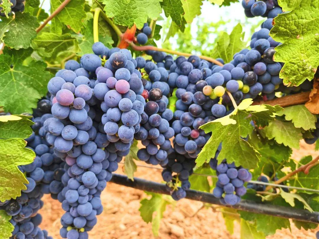 企业|西班酒业再度荣膺2021世界旅游文化小姐湖南总决赛唯一指定葡萄酒!