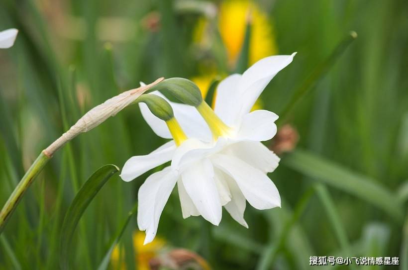 12月30日左右迎来桃花运 3大生肖遇见梦中情人 摆脱单身 爱情 事情 女孩子