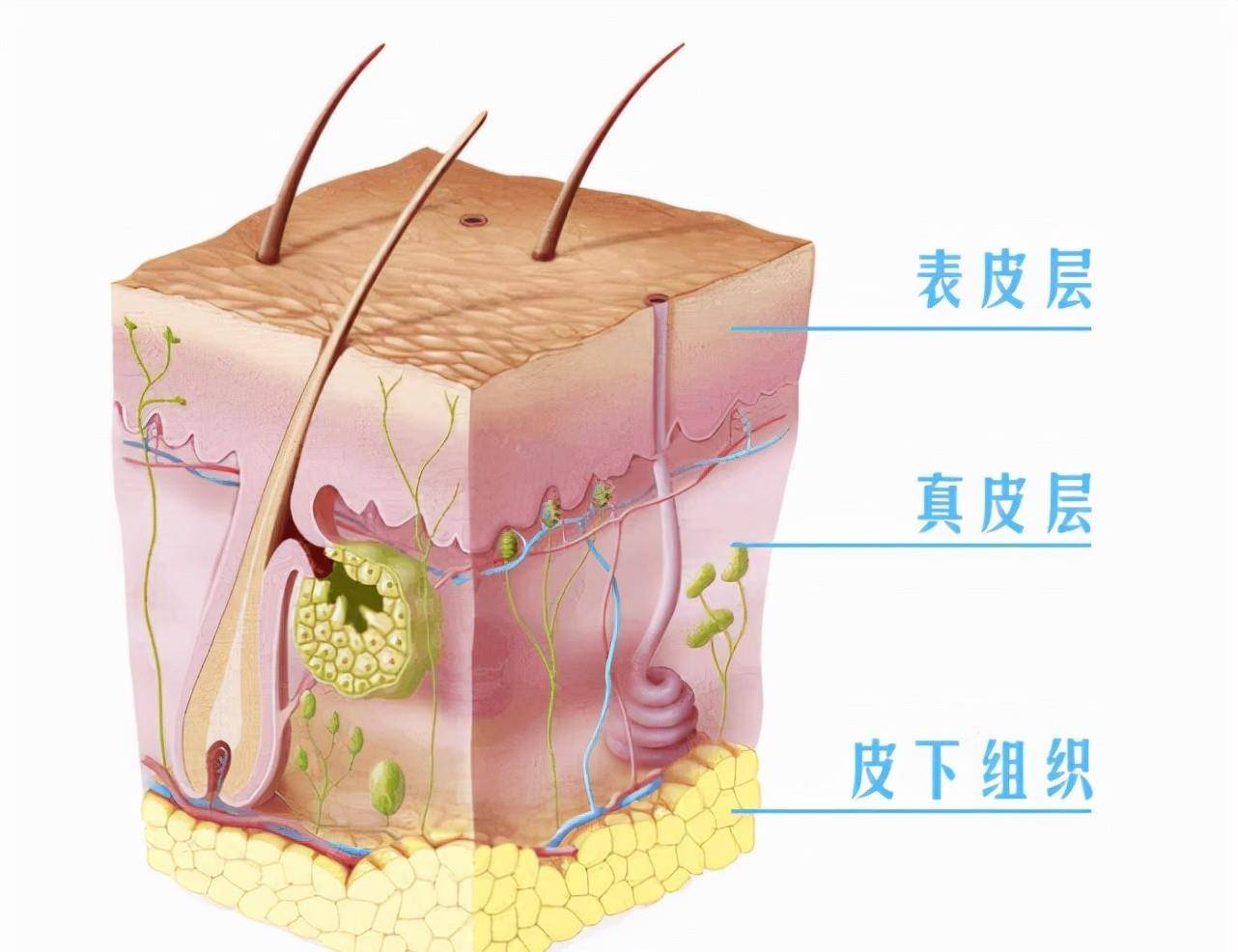 原創手上的簸箕和鬥是怎麼來的鬥形紋和箕形紋到底哪個好