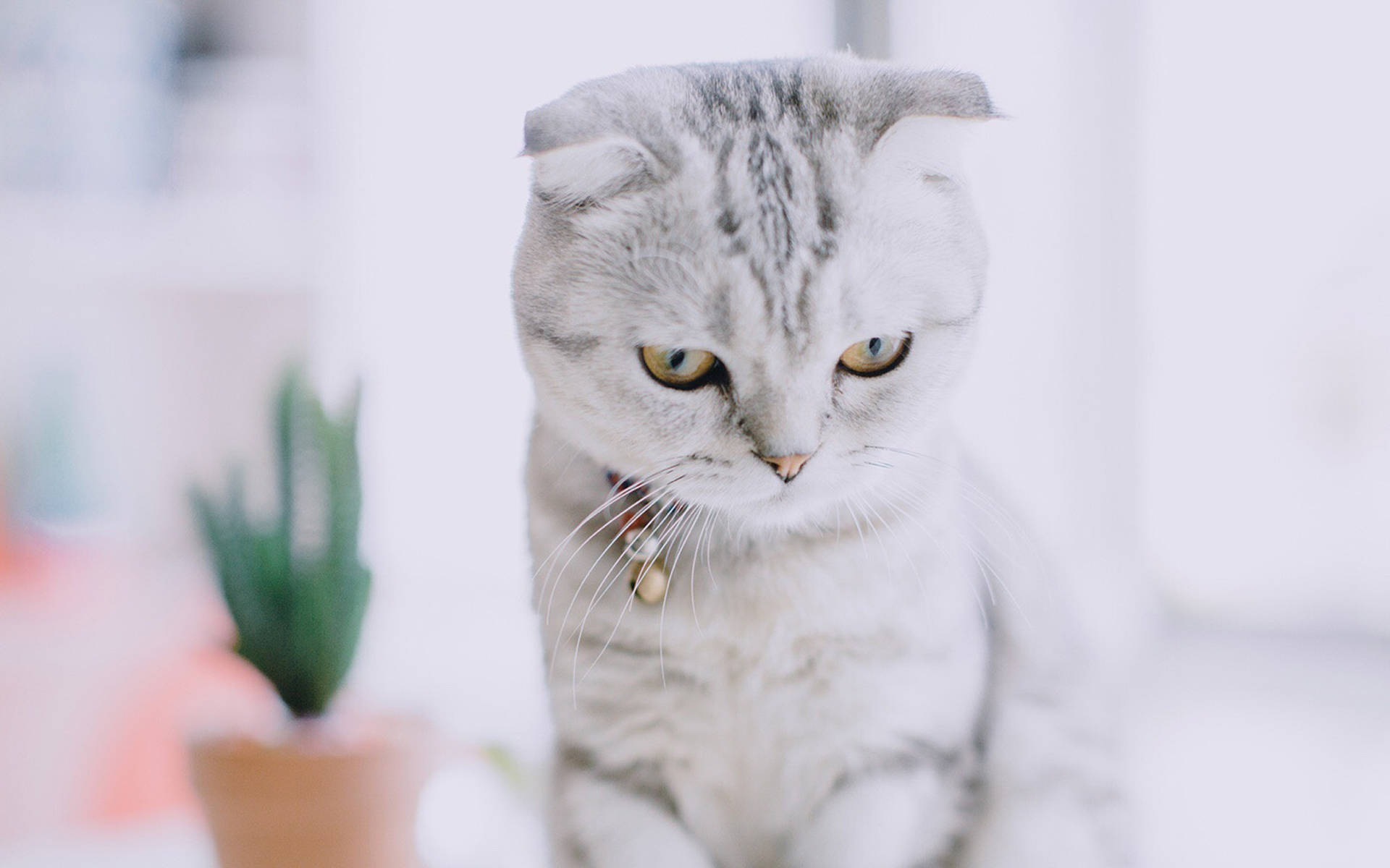 感情_才配_前柳