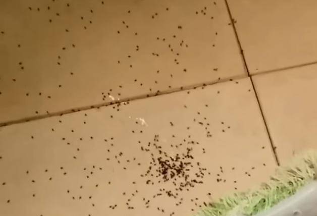 千万不要用拖鞋拍死母蜘蛛瞬间爆裂的样子会让你后悔的