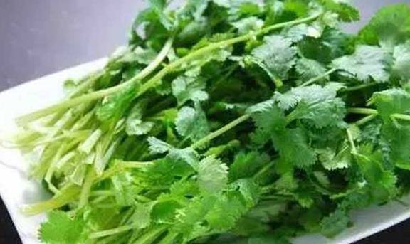 香菜怎么保存不会变鲜 c157f275721f46a6995fab78f92aebff.jpeg