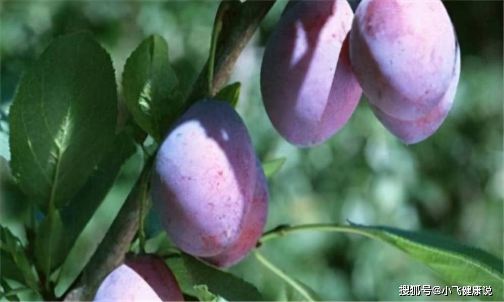 因为|女性到了中年，推荐常吃3种食物，健胃消食，降压减脂，滋补身体