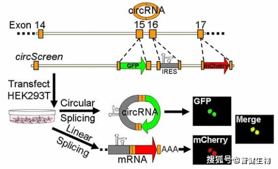 什么是基因检测的原理 23d53834830346ca9dbb08151e975b5b.png