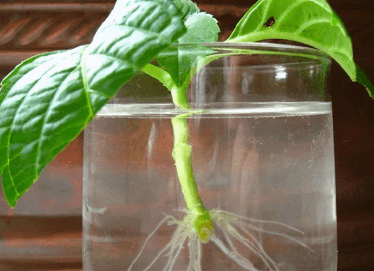 脱盆泡下"4种水",促进生根,抗病能力增强_花卉_植物_白糖水