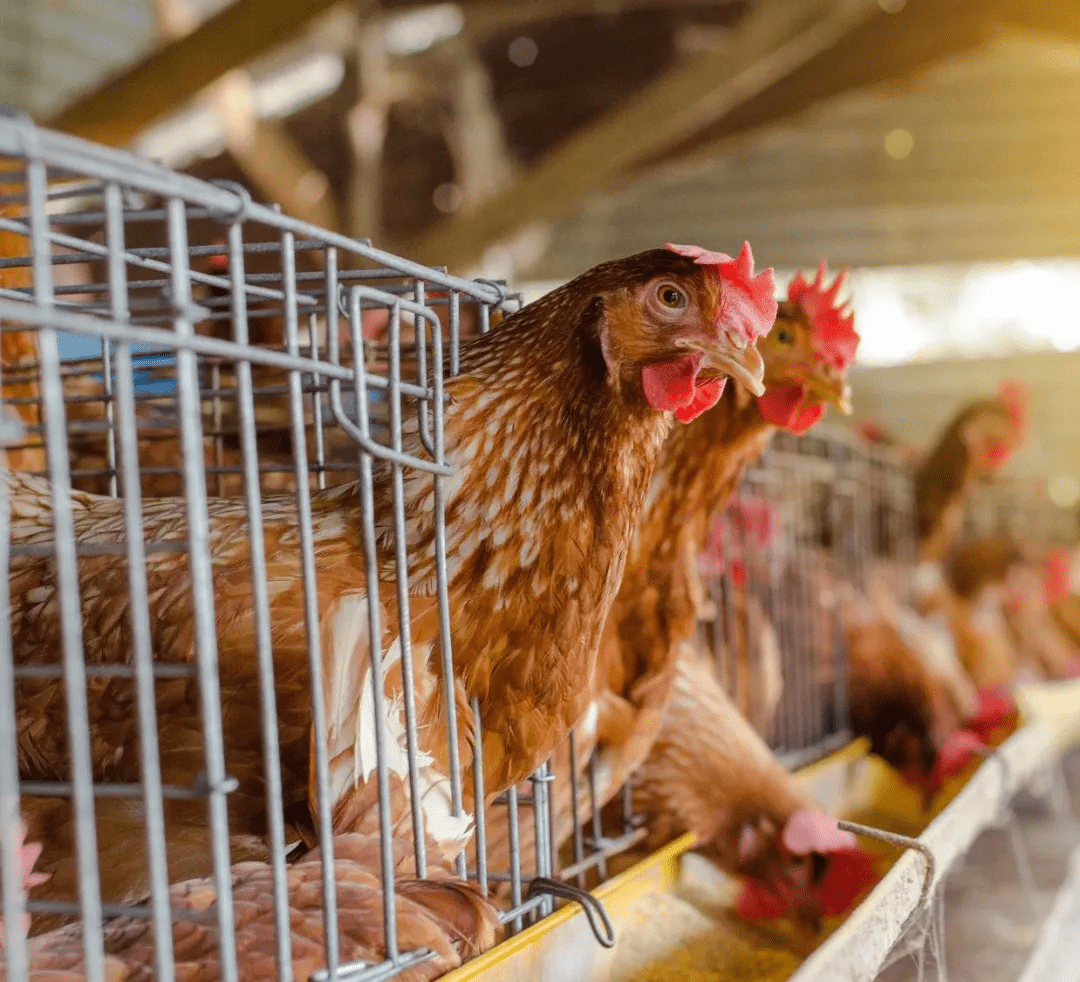 产蛋鸡不一样的脂肪需求推荐一个经济高效的油脂解决方案