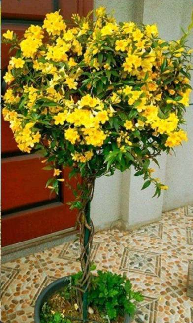 因为法国香水是爬藤植物,要用爬藤架,如果盆太轻后期比较容易倒