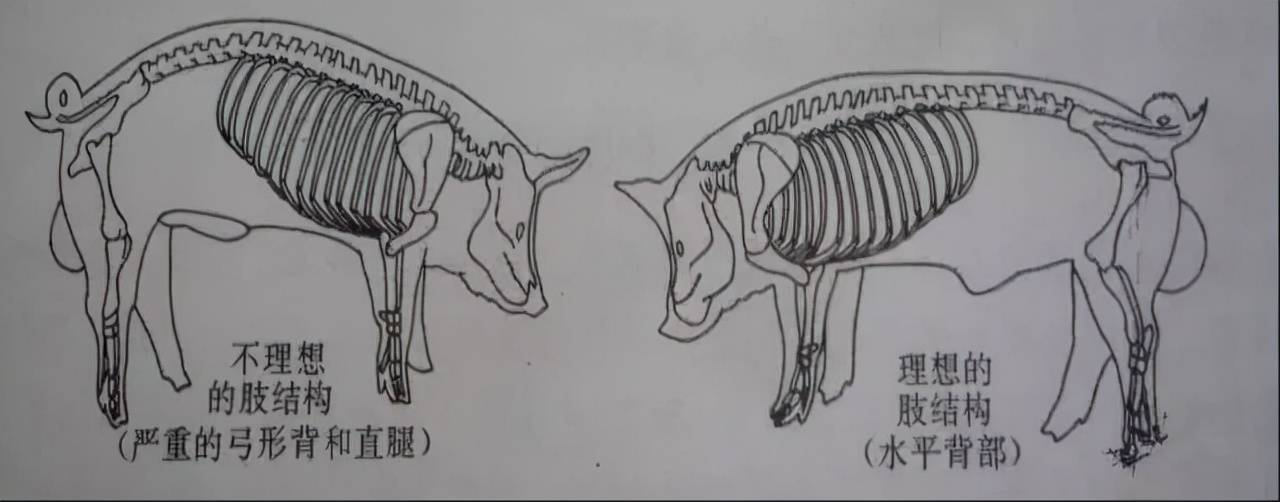 挑选后备母猪有10看多图详解强烈建议收藏