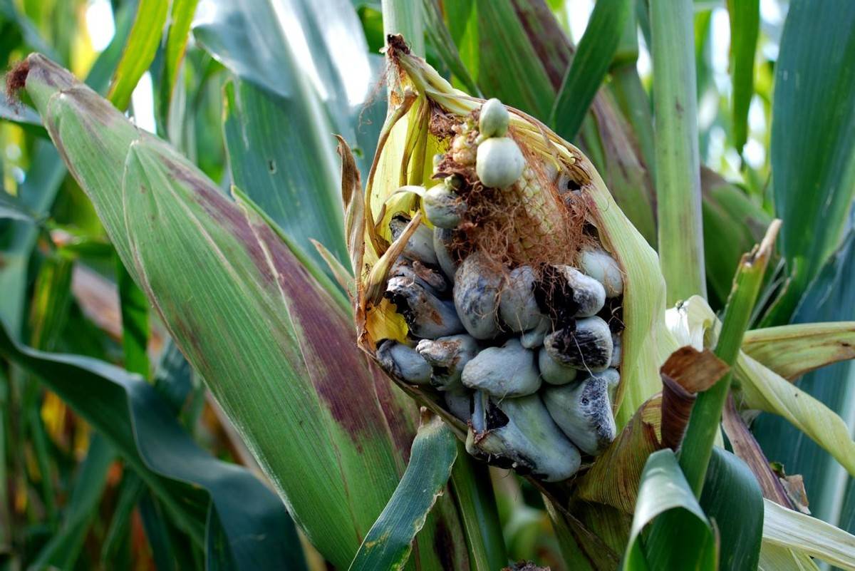 玉米上长出的"瘤状物",能卖出高价,有人却直接当垃圾扔掉?