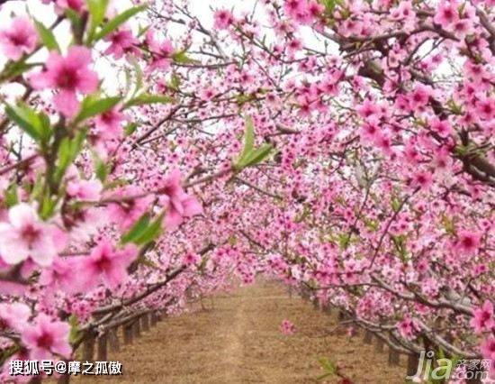 导致家里有烂桃花原因 星座 中华资讯在线