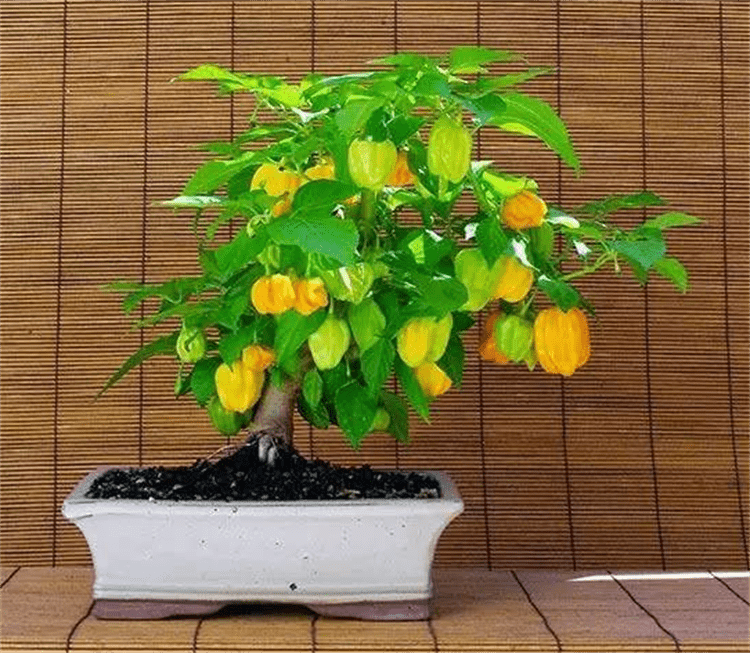 不过建议大家选择朝天椒,或者是小灯笼椒等辣椒果实比较小的辣椒品种