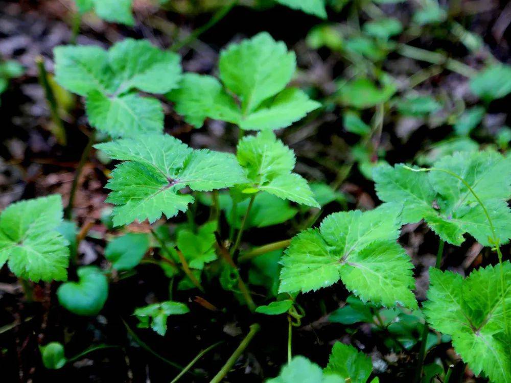 農村7種野芹菜其中5種相當美味後2種有毒採摘請注意