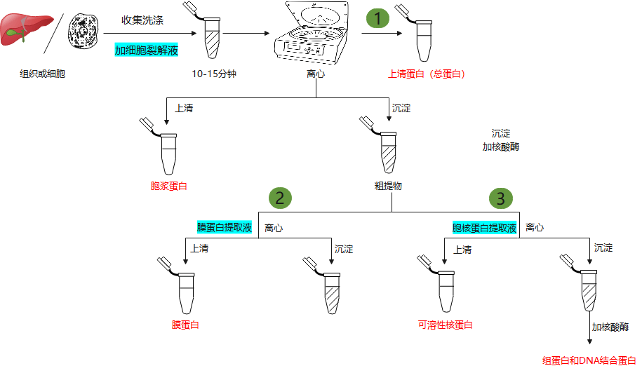 wb专栏——好的样本制备是实验成功的一半_蛋白_abs_裂解