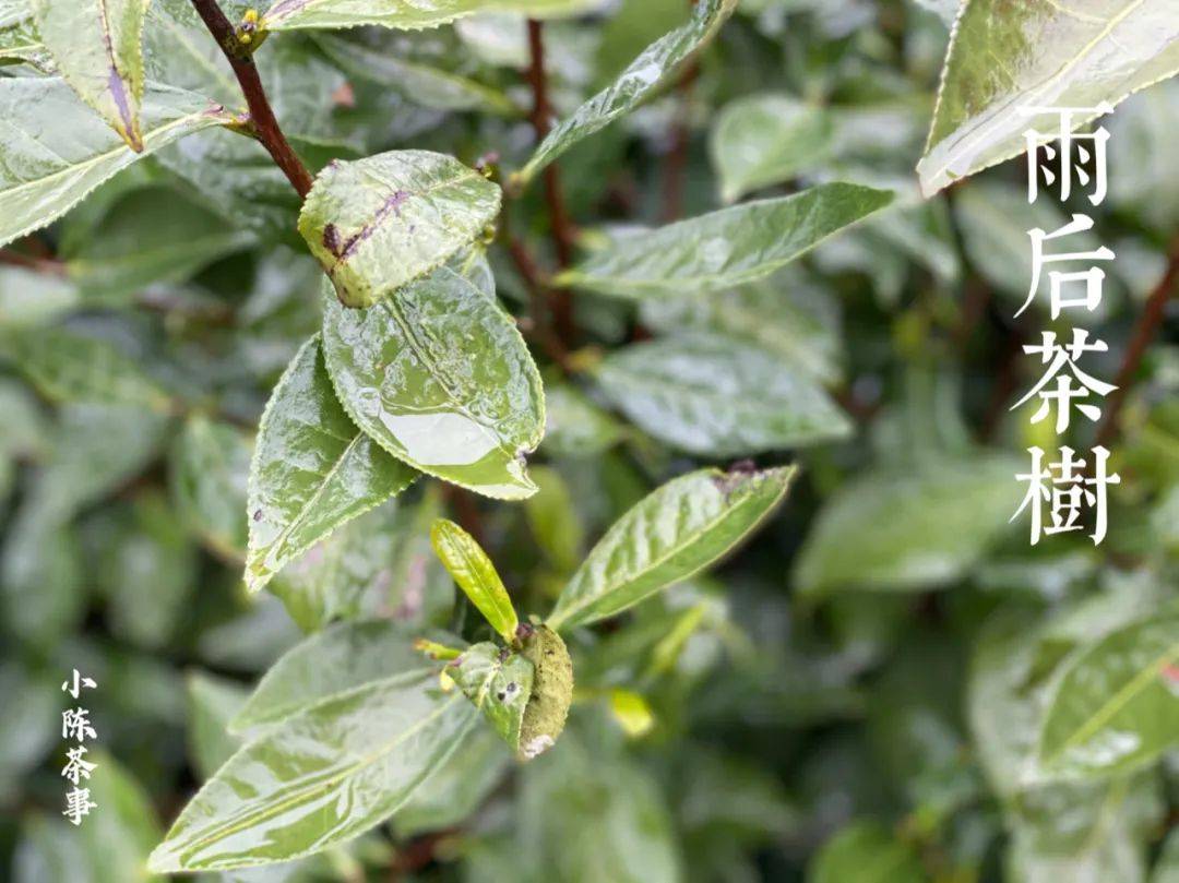 名字|冬日、喜雨、饮茶，来杯老白茶吧！