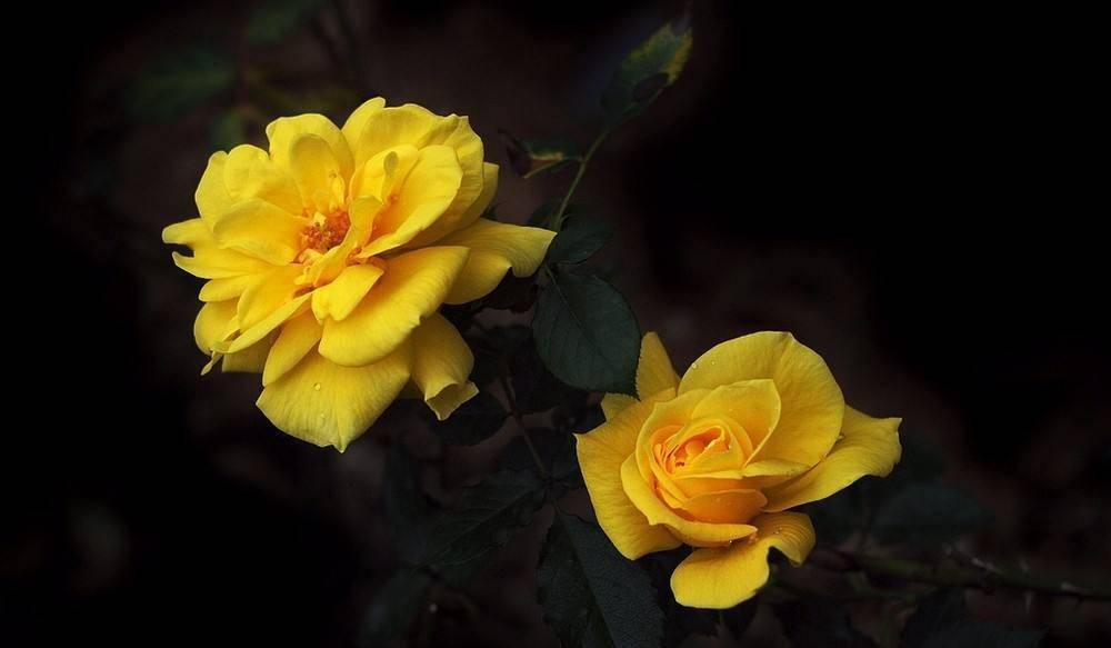 12月17日星座运势迎接挑战 努力拼搏的四大星座 运气 双子座 什么 全网搜