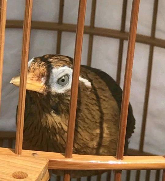 原创画眉鸟胆小怎么办如何养才能够不怕人呢