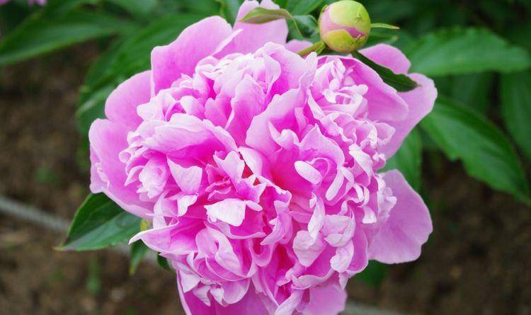 生肖属鸡的男子,他们重情义,将感情看的比什么都重要,在生活中大方