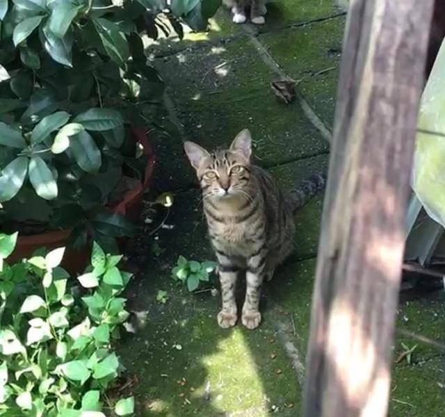 兄弟流浪猫5兄弟，天天围堵金毛，只因金毛抢了它的主人
