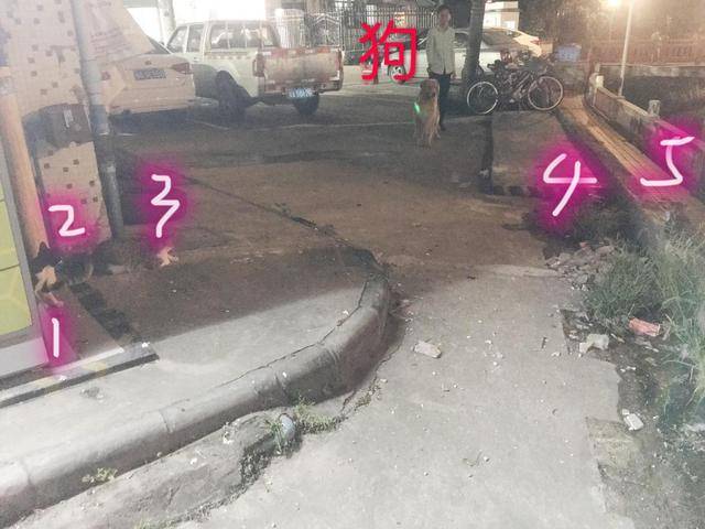 兄弟流浪猫5兄弟，天天围堵金毛，只因金毛抢了它的主人