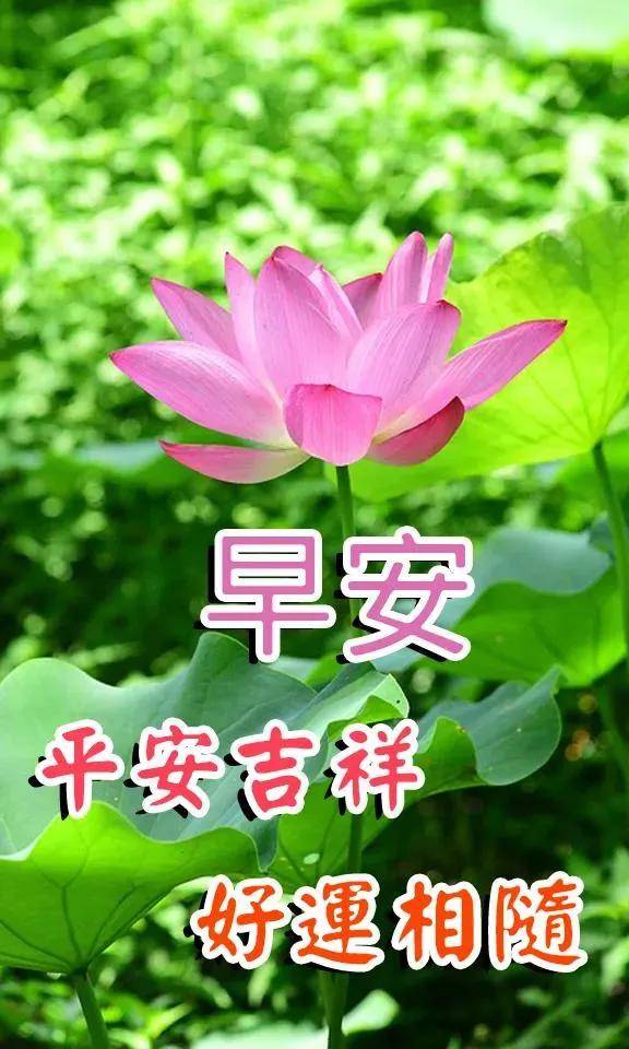 原創8張創意好看的冬天早安早上好圖片帶字帶祝福語最美冬日早上好