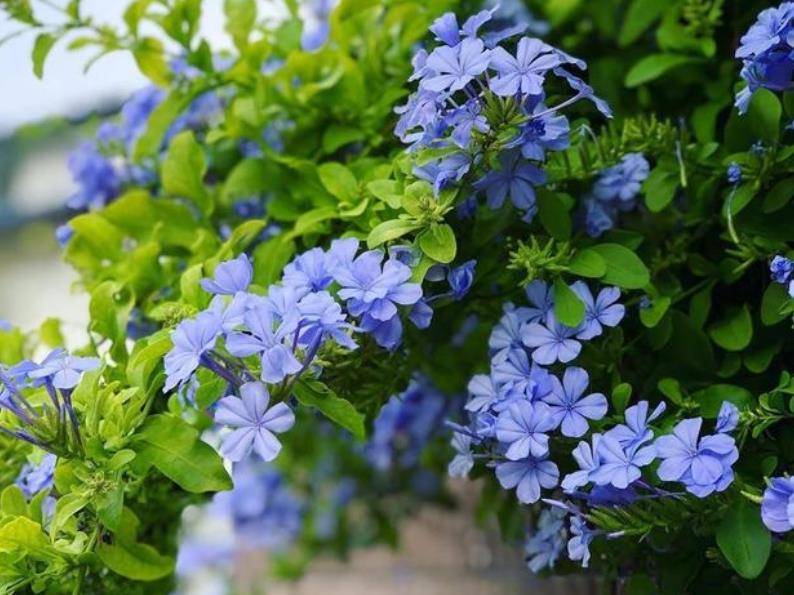 这些花12月要冬眠了 少浇水多晒晒更健壮 安全过冬来年爆盆 长势 蓝雪花 月季花