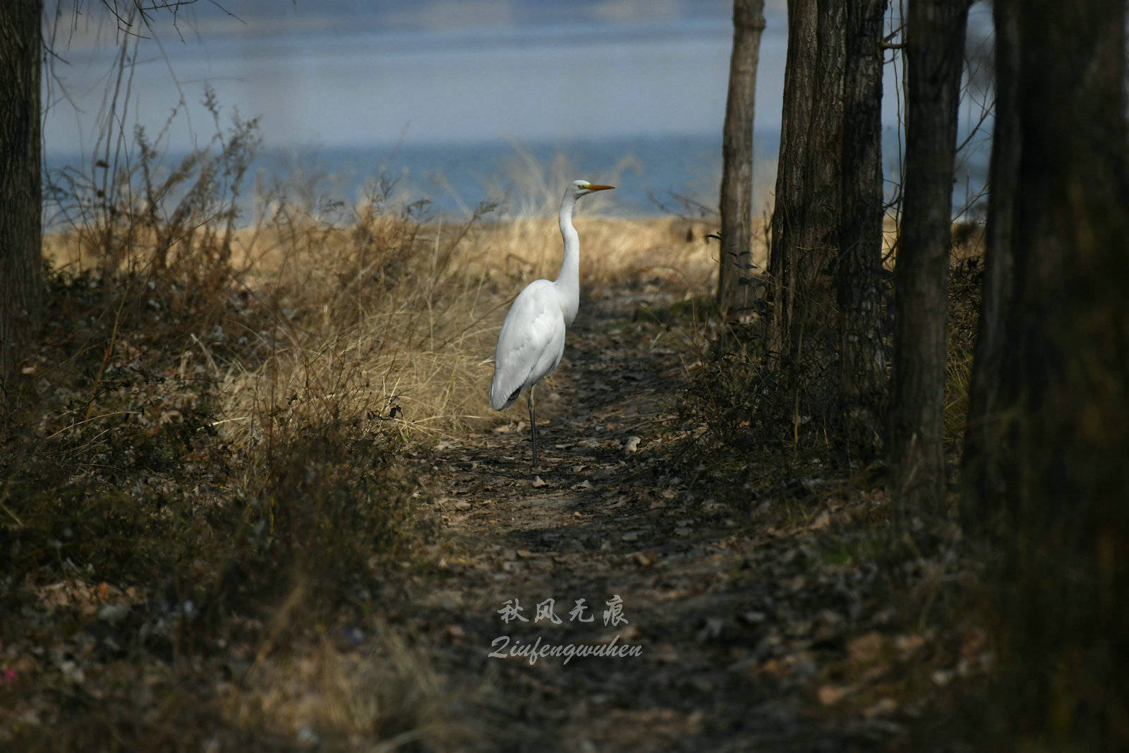 水库|鹭舞鸥翔，碧波树影，融入汧渭之汇故地王家崖水库的冬天风景里