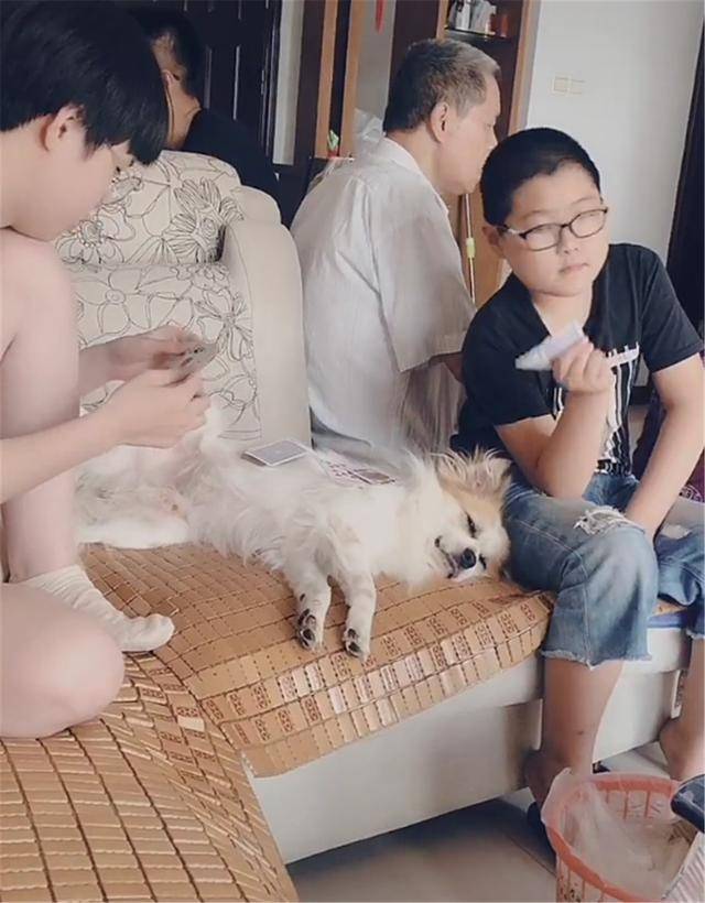 同学小主人打牌，用狗当牌桌，狗躺在沙发上一脸生无可恋
