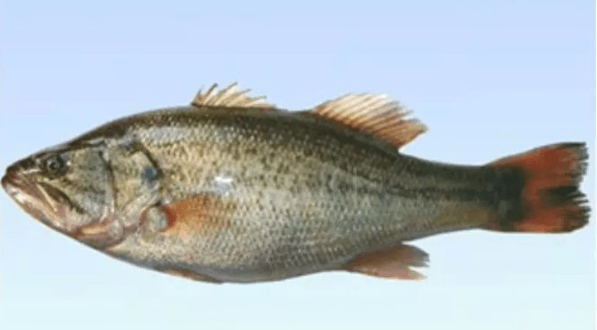 加州鲈养殖中一定要警惕这种寄生虫 可能会引发烂身 诺卡氏菌病 水质 鱼健康 调节