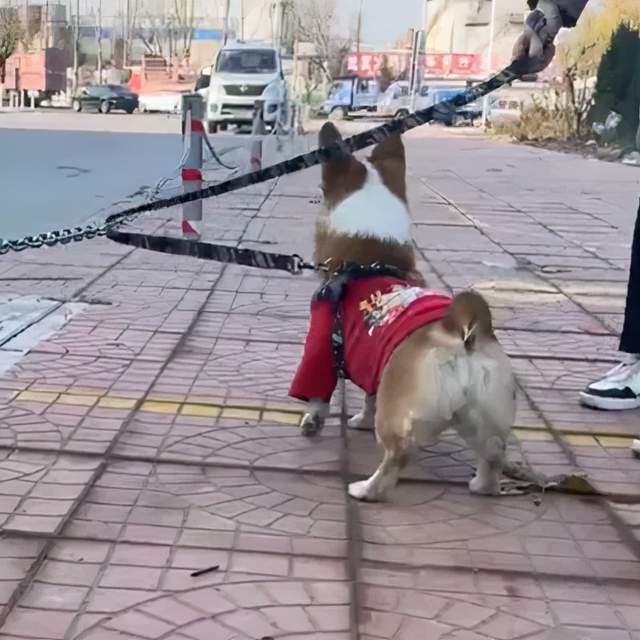 猫咪拾荒老人遇到狗狗，将自己宝贵的食物分享给它吃，这才是真爱吧？