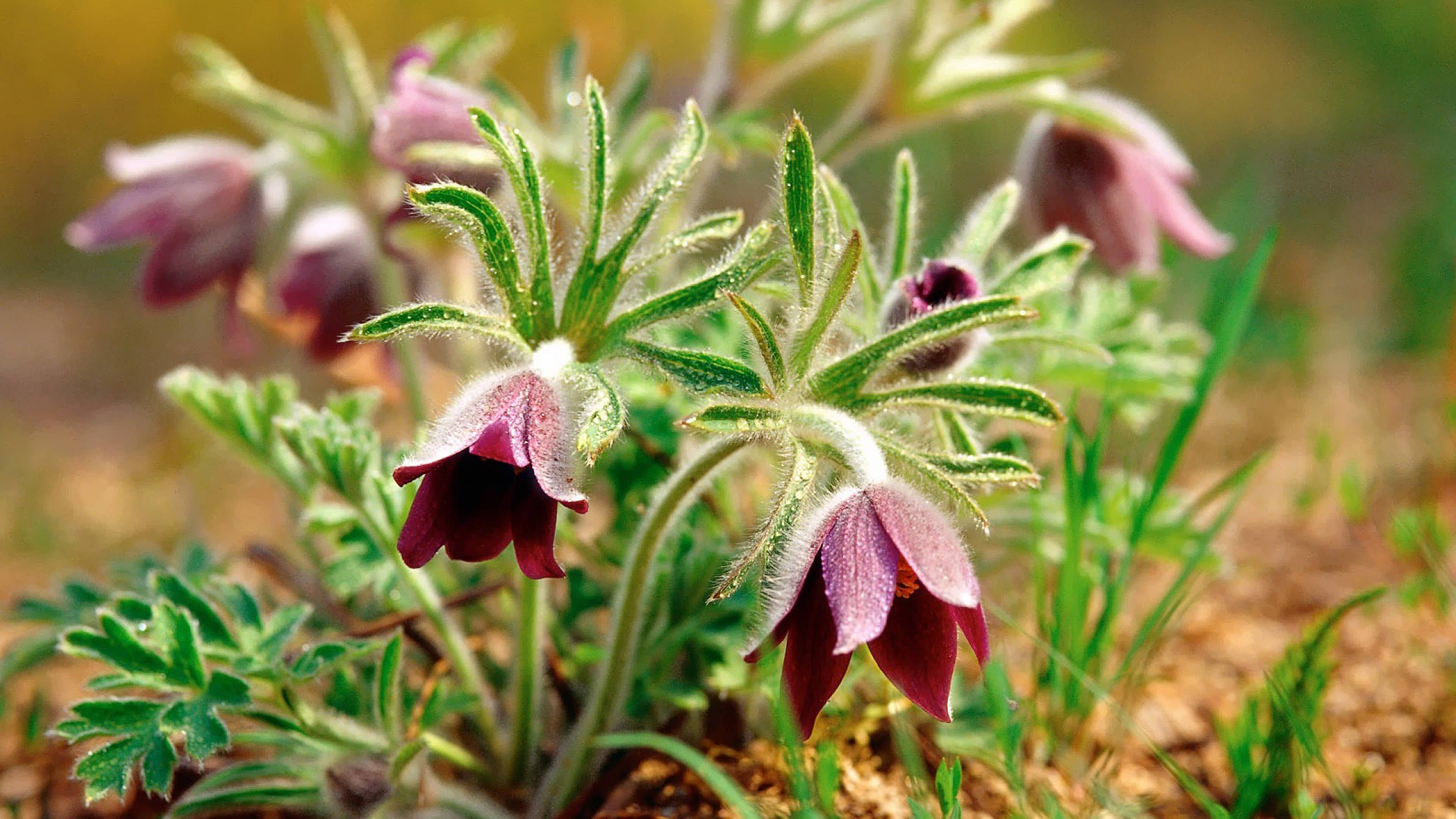 原创下个星期内缘分桃花顺利绽放期待邂逅正缘的4大生肖