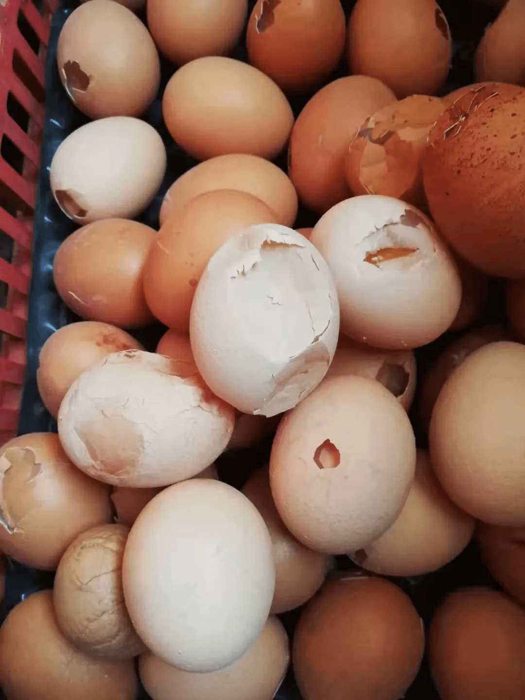 一线案例破壳蛋沙壳蛋怎么办看一下东台袁老板的选择