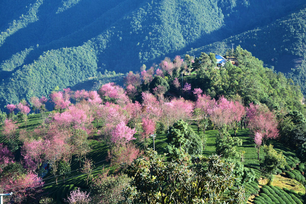 宠物旅游托运摄影爱好者的天堂无量山樱花谷