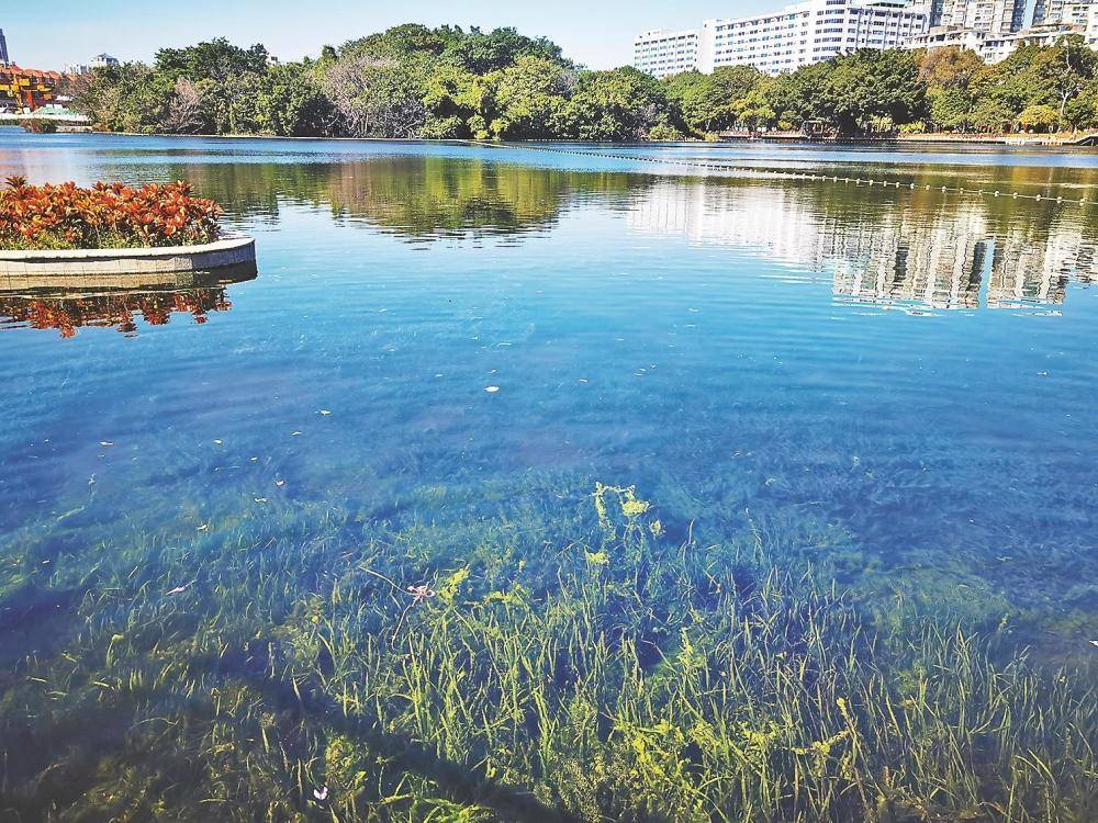 广州流花湖公园湖景换新颜_湖水_水质_生态