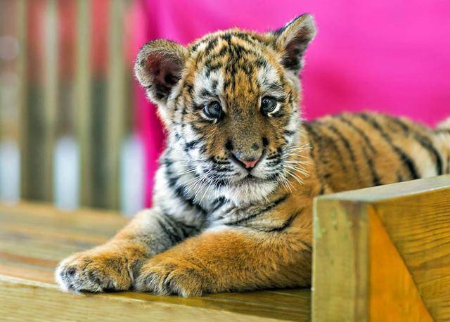 小老虎誤把橘貓當兄弟,一下子就抱上去,橘貓:你認錯貓了_動物園_獨苗