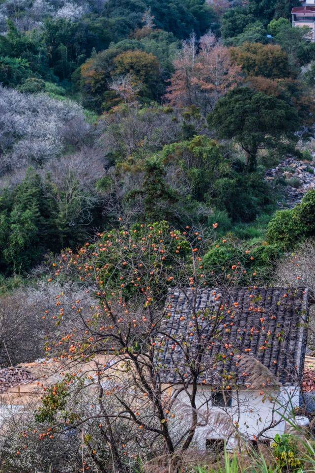 天门|永泰：春华秋实，一季青梅花又开