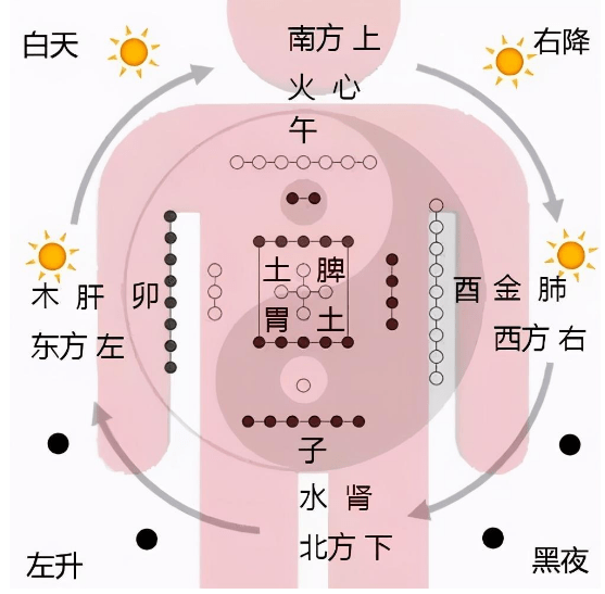 《黄帝内经》知识点续篇,左右是始终,左右是阴阳的道路_人体_阳明_岐