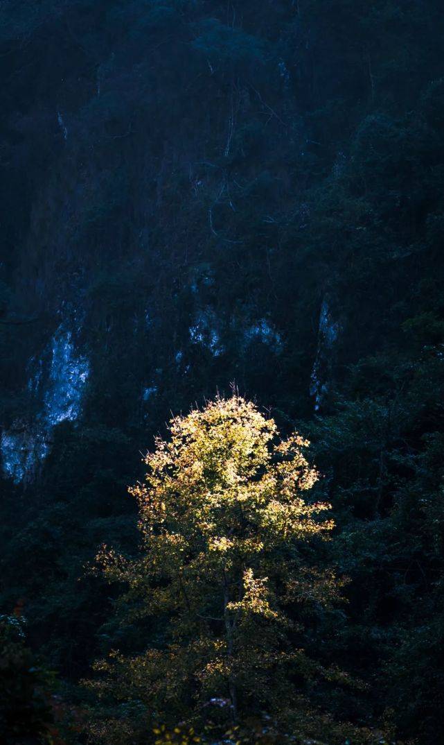 天门|永泰：春华秋实，一季青梅花又开