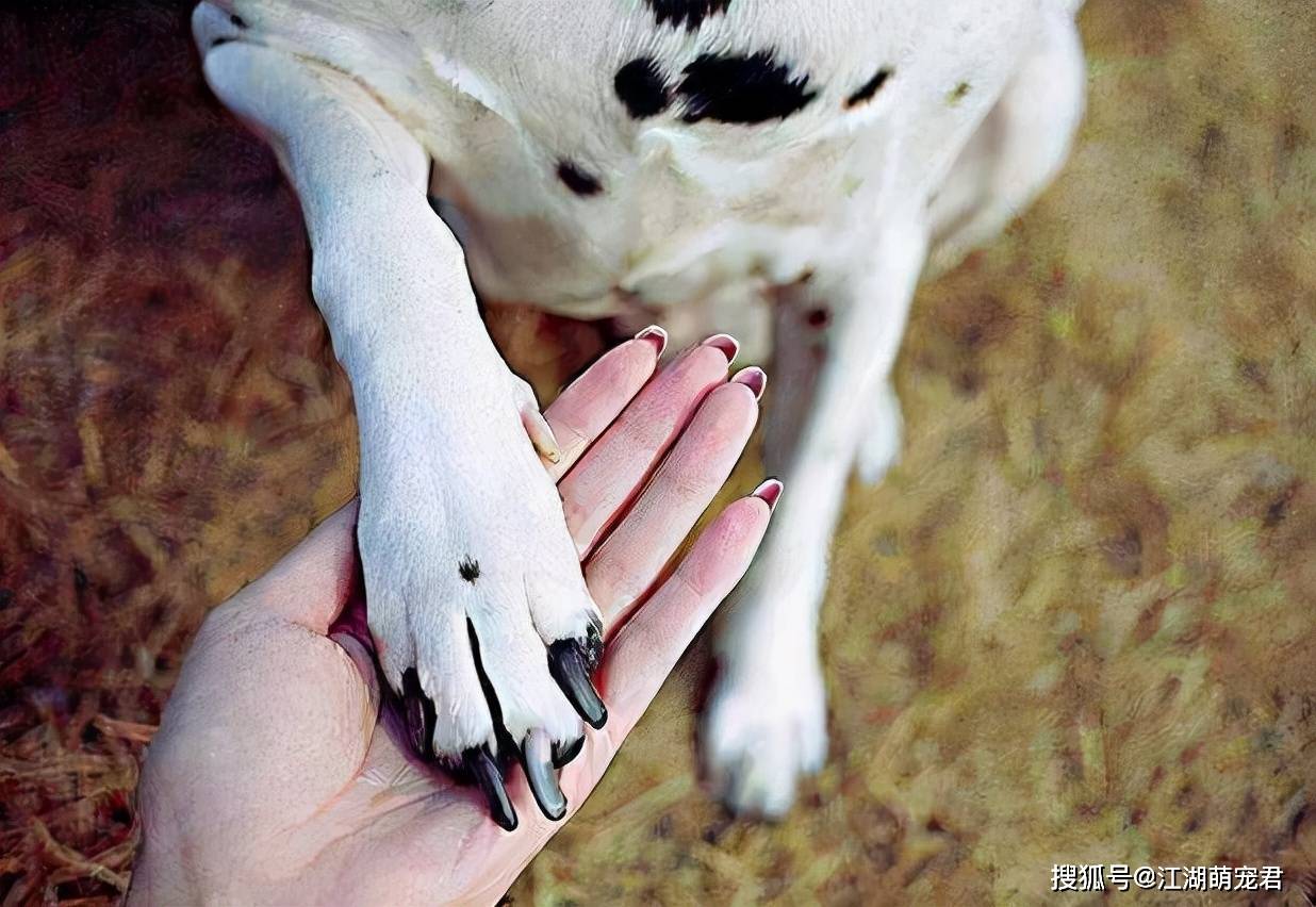 含义|狗狗为何把爪子搭在你身上？很多人不知道