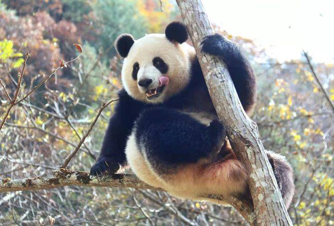 "美女"大熊猫爬树登高"秀功夫"率真可爱展活力_安安_秦岭_汉中