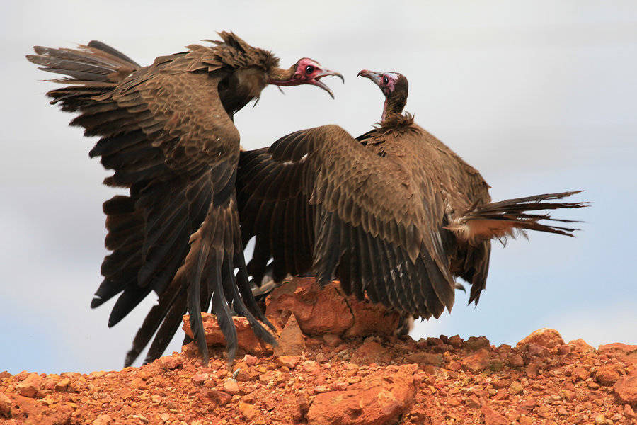 秃鹫获救后赖着不走腐肉之王为何秃头没有天敌为何还濒危