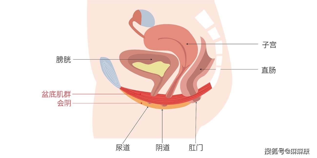 女性膀胱位置正确图片