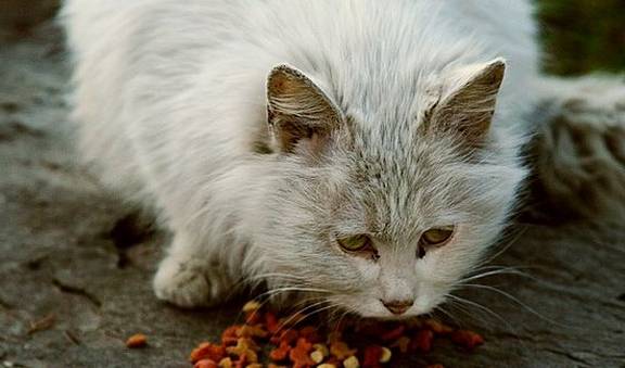 猫咪外来猫咪很享受，本土猫咪却在流浪，让它们流浪的4个原因