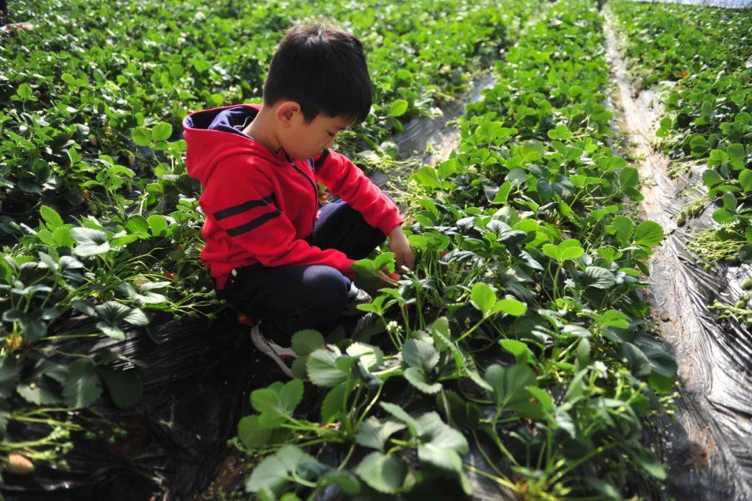 济南|冬日限定甜蜜！雨小荷奉上济南草莓采摘地图，速速收藏！