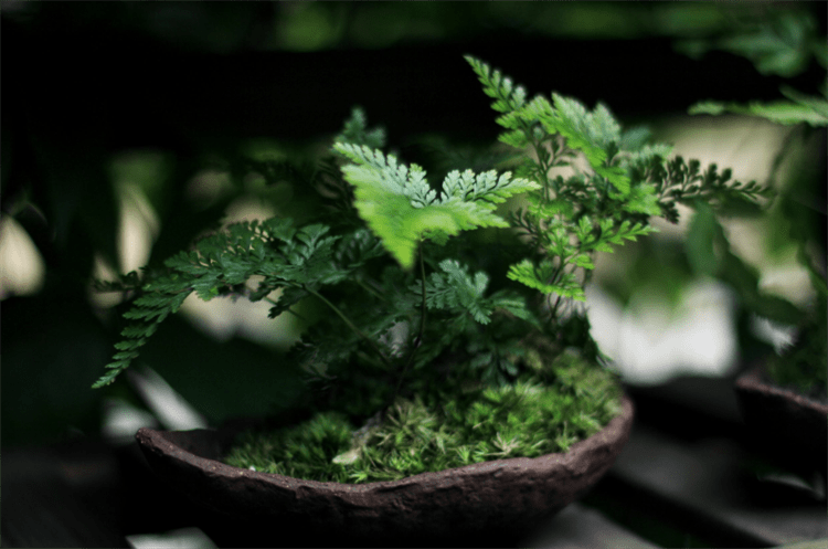 苔藓盆景怎么养 c35bb605df014ea680f328c863c2ed13.png
