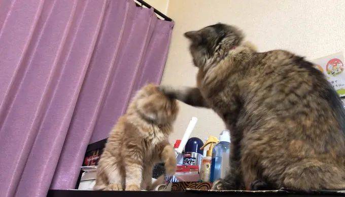 橘猫被家里大猫一顿胖揍主人在旁加油助威还用手机拍下了全过程