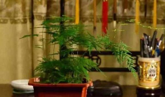 书房养4种花 清新养眼 风雅不落俗 粉紫色