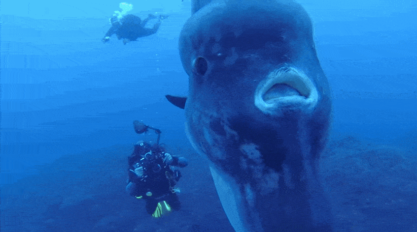 翻车鱼怎么翻车视频 430b5f3a09fc4688b3debf1106fe80a4.gif