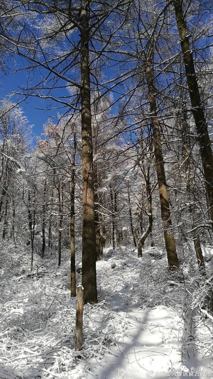 雪景|雪后青岛：雪中景、雪中忙、雪中情、雪中乐……集全了