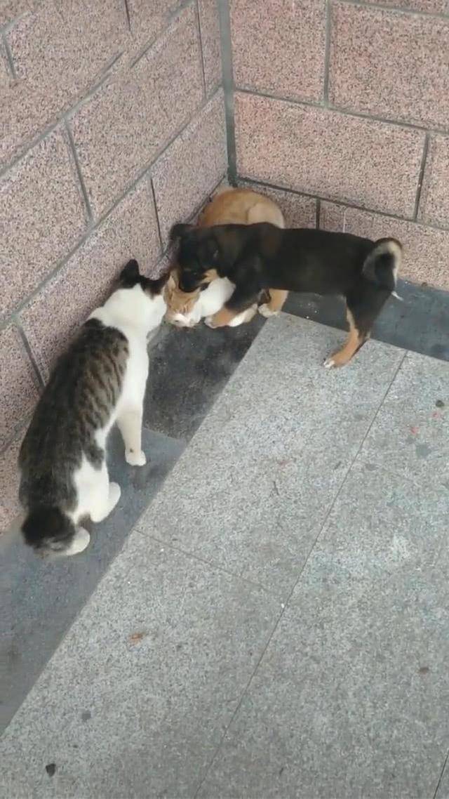 因为狸花猫看到狗在欺负同类，二话不说冲上去帮忙，狗：猫哥，我错了