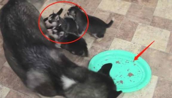 母犬二哈一口气生了9只宝宝，可以组建一支“拆迁队”了，萌化网友心